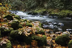 Images Dated 24th October 2009: Autumn on the Salmon River, Welches, Oregon, USA