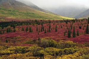 Images Dated 27th August 2012: Autumn on the Taiga; Denali National Park; Alaska; USA