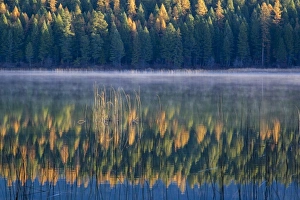 Autumn tamaracks reflect against reeds in Murphy Lake at sunrise in the Kootenai Autumn tamaracks reflect against reeds in Murphy Lake at sunrise in the Kootenai