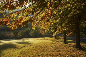 Autumn Trees in Khancoban, Snowy Mountains, New South Wales, Australia Autumn Trees in Khancoban, Snowy Mountains, New South Wales, Australia