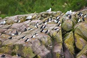 <b class=qtipBold><figcaption>Avalon Peninsula</figcaption></b><br>Gull Island, Witless Bay, Newfoundland, Canada<br><em>© Greg Johnston / DanitaDelimont.com</em> Avalon Peninsula