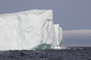 <b class=qtipBold><figcaption>Avalon Peninsula</figcaption></b><br>Icebergs, Kings Cove, Newfoundland, Canada<br><em>© Greg Johnston / DanitaDelimont.com</em> Avalon Peninsula