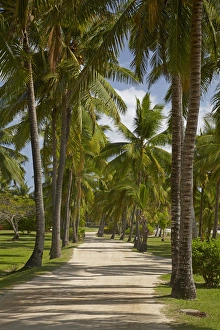Avenue of Palms, Musket Cove Island Resort, Malolo Lailai Island, Mamanuca Islands Avenue of Palms, Musket Cove Island Resort, Malolo Lailai Island, Mamanuca Islands