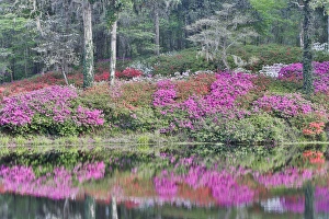 Azeleas in full bloom reflected in calm pond Middleton Place, Charleston South Carolina Azeleas in full bloom reflected in calm pond Middleton Place, Charleston South Carolina