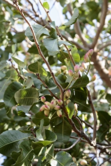 Azerbaijan, Baku. An interesting budding tree, seen in Azerbaijan Azerbaijan, Baku. An interesting budding tree, seen in Azerbaijan