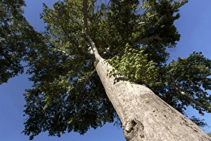 Azerbaijan, Sheki. A photo of a tree from below Azerbaijan, Sheki. A photo of a tree from below