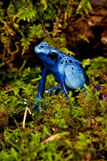 Azure Dart Frog Dendrobates azureus Native to Northern South America Azure Dart Frog Dendrobates azureus Native to Northern South America