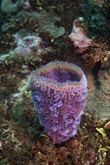 Azure Vase Sponge (Callyspongia plicifera) Xcalac Marine Reserve Mahahual Peninsula Azure Vase Sponge (Callyspongia plicifera) Xcalac Marine Reserve Mahahual Peninsula