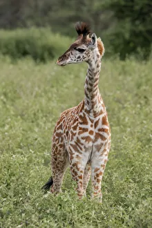 Baby Masai giraffe, Serengeti National Park, Tanzania, Africa Baby Masai giraffe, Serengeti National Park, Tanzania, Africa
