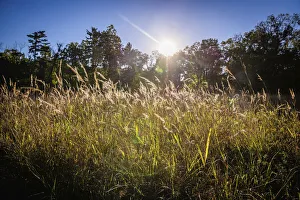 Backlit grass, Tippecanoe State Park, Indiana, USA Backlit grass, Tippecanoe State Park, Indiana, USA