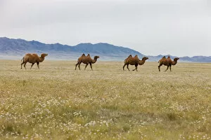 Images Dated 1st August 2014: Bactrian Camel Herd. Gobi Desert. Mongolia