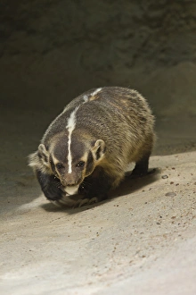 Badger (Taxidea taxus) prowling for prey, Texas Badger (Taxidea taxus) prowling for prey, Texas