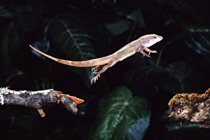 Bahama Brown Anole, Anolis sagrei, Native to South Eastern US, Bahamas Bahama Brown Anole, Anolis sagrei, Native to South Eastern US, Bahamas