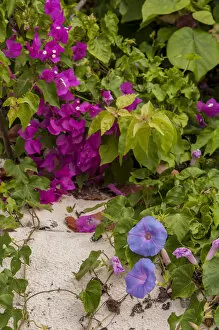 Images Dated 30th April 2010: Bahamas, Eleuthera, Princess Cays, Morning Glory and Bouganvillea