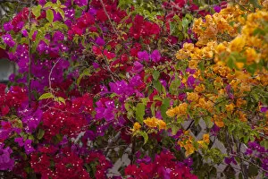 Images Dated 30th April 2010: Bahamas, Eleuthera, Princess Cays, Bougainvillea