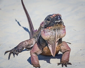 Bahamas, Exuma Island. Close-up of iguana on beach