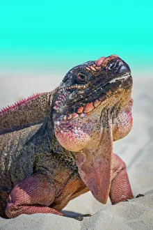 Bahamas, Exuma Island. Close-up of iguana on beach Bahamas, Exuma Island. Close-up of iguana on beach
