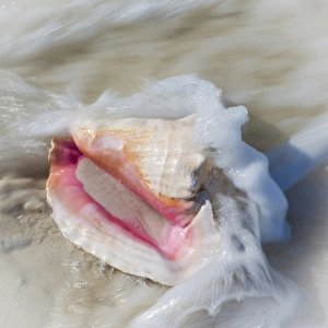 Bahamas, Little Exuma Island. Conch shell in surf Bahamas, Little Exuma Island. Conch shell in surf