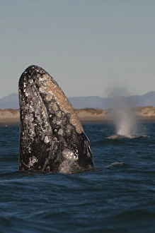 Baja California Sur, San Ignacio Lagoon, Sea of Cortez, barnacles, blow, diving, gray whales Baja California Sur, San Ignacio Lagoon, Sea of Cortez, barnacles, blow, diving, gray whales