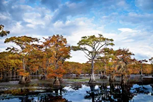 Bald Cypress Autumn Print at Caddo Lake Texas