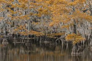 Bald Cypress tree draped in Spanish moss with fall colors. Caddo Lake State Park, Uncertain, Texas
