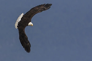<b class=qtipBold><figcaption>Bald Eagle</figcaption></b><br><em>© Ken Archer / DanitaDelimont.com</em> Bald Eagle