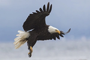 <b class=qtipBold><figcaption>Bald Eagle Alighting</figcaption></b><br><em>© Ken Archer / DanitaDelimont.com</em> Bald Eagle Alighting