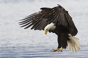 <b class=qtipBold><figcaption>Bald Eagle Alighting</figcaption></b><br><em>© Ken Archer / DanitaDelimont.com</em> Bald Eagle Alighting