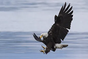 <b class=qtipBold><figcaption>Bald Eagle Attacking</figcaption></b><br><em>© Ken Archer / DanitaDelimont.com</em> Bald Eagle Attacking