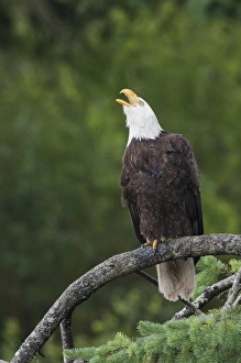<b class=qtipBold><figcaption>Bald Eagle Calling</figcaption></b><br><em>© Ken Archer / DanitaDelimont.com</em> Bald Eagle Calling