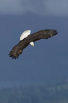 Images Dated 17th June 2012: Bald Eagle Diving