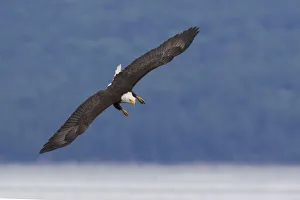 <b class=qtipBold><figcaption>Bald Eagle Diving</figcaption></b><br><em>© Ken Archer / DanitaDelimont.com</em> Bald Eagle Diving