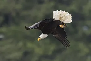 <b class=qtipBold><figcaption>Bald Eagle, Diving</figcaption></b><br><em>© Ken Archer / DanitaDelimont.com</em> Bald Eagle, Diving