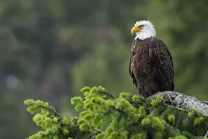 Images Dated 27th May 2013: Bald Eagle; drizzle