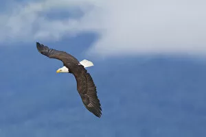 Images Dated 17th June 2012: Bald Eagle in Flight