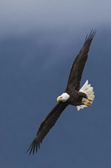 <b class=qtipBold><figcaption>Bald Eagle Flight</figcaption></b><br><em>© Ken Archer / DanitaDelimont.com</em> Bald Eagle Flight