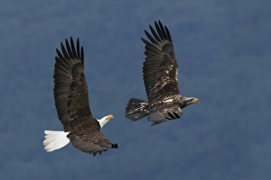 <b class=qtipBold><figcaption>Bald Eagle Flight</figcaption></b><br><em>© Ken Archer / DanitaDelimont.com</em> Bald Eagle Flight