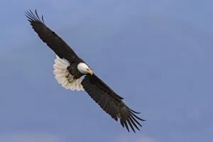 <b class=qtipBold><figcaption>Bald Eagle in Flight</figcaption></b><br><em>© Ken Archer / DanitaDelimont.com</em> Bald Eagle in Flight