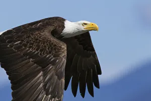 <b class=qtipBold><figcaption>Bald Eagle Flight</figcaption></b><br><em>© Ken Archer / DanitaDelimont.com</em> Bald Eagle Flight
