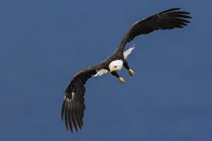 <b class=qtipBold><figcaption>Bald Eagle Flight</figcaption></b><br><em>© Ken Archer / DanitaDelimont.com</em> Bald Eagle Flight
