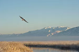 Images Dated 21st February 2009: Bald Eagle flying over Farmington Bay Waterfowl Management Area Utah Division of Wildlife Resources