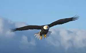 Bald Eagle flying, Homer, Alaska, USA
