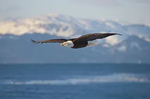 Bald Eagle flying over the ocean, snow mountain in the distance, Homer, Alaska, USA Bald Eagle flying over the ocean, snow mountain in the distance, Homer, Alaska, USA
