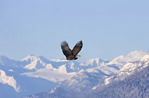 Bald Eagle flying over snow mountain, Haines, Alaska, USA