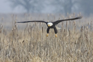 <b class=qtipBold><figcaption>Bald Eagle, Foggy Wetland Marsh</figcaption></b><br>Bald Eagle, foggy wetland marsh<br><em>© Ken Archer / DanitaDelimont.com</em> Bald Eagle, Foggy Wetland Marsh