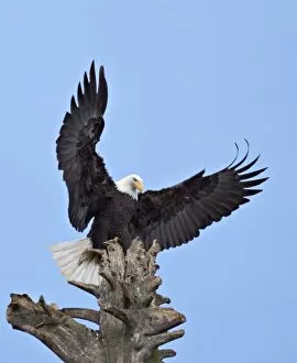 Images Dated 6th March 2005: Bald Eagle (Haliaeetus leucocephalus) with wings stretched overhead