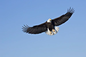 Bald Eagle (Haliaeetus leucocephalus) in flight Bald Eagle (Haliaeetus leucocephalus) in flight