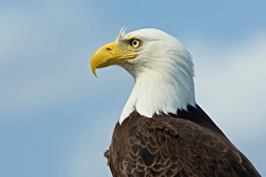 A bald eagle (Haliaeetus leucocephalus perching on a dead tree scans the marsh of A bald eagle (Haliaeetus leucocephalus perching on a dead tree scans the marsh of