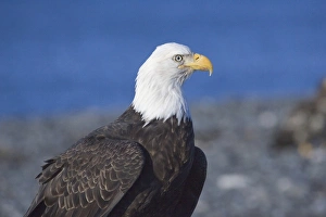 Bald Eagle (Haliaeetus leucocephalus) portrait Bald Eagle (Haliaeetus leucocephalus) portrait