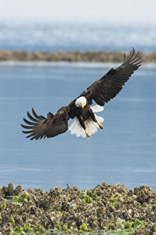 <b class=qtipBold><figcaption>Bald Eagle Hunting</figcaption></b><br>Bald Eagle hunting<br><em>© Ken Archer / DanitaDelimont.com</em> Bald Eagle Hunting